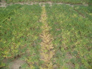 Recerca i Assessorament Recerca i Assessorament